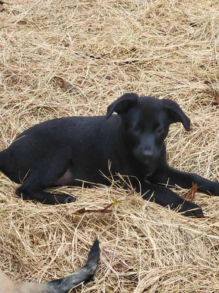 Lexus, an adopted German Shepherd Dog & Labrador Retriever Mix in Waynesville, GA_image-1