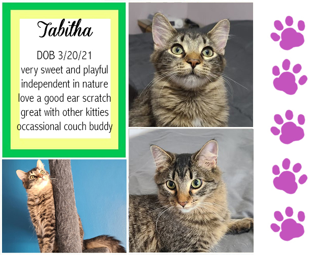 Tabitha, an adoptable Domestic Medium Hair in Longview, TX, 75608 | Photo Image 1