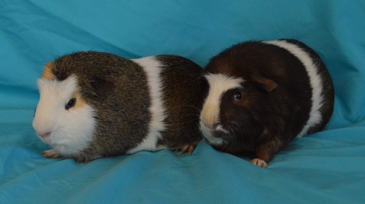 Robbie and Ryan, an adopted Guinea Pig in Onalaska, WI_image-3