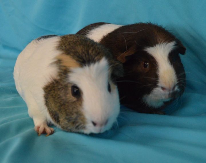 Robbie and Ryan, an adopted Guinea Pig in Onalaska, WI_image-4