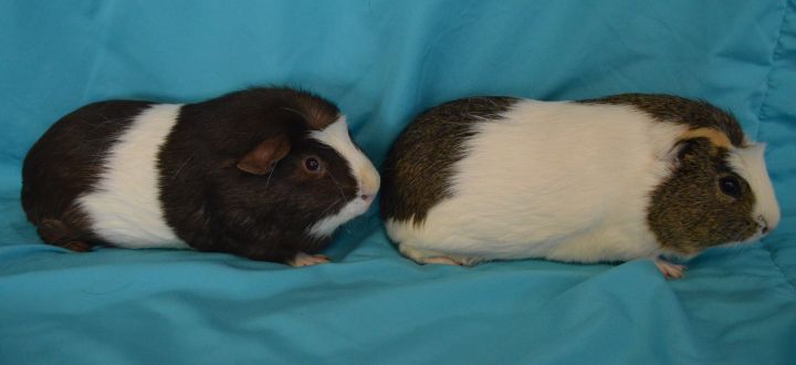 Robbie and Ryan, an adopted Guinea Pig in Onalaska, WI_image-6