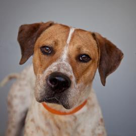 Junior, an adoptable Hound, Pointer in Kanab, UT, 84741 | Photo Image 1