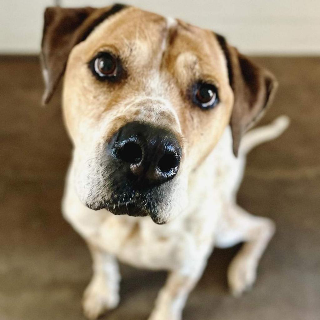 Junior, an adoptable Hound, Pointer in Kanab, UT, 84741 | Photo Image 2