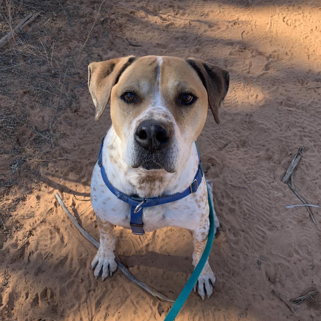 Junior, an adoptable Hound, Pointer in Kanab, UT, 84741 | Photo Image 3