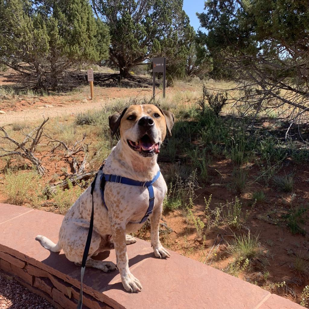 Junior, an adoptable Hound, Pointer in Kanab, UT, 84741 | Photo Image 4