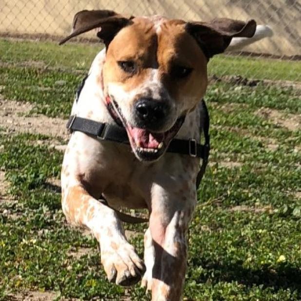 Junior, an adoptable Hound, Pointer in Kanab, UT, 84741 | Photo Image 5