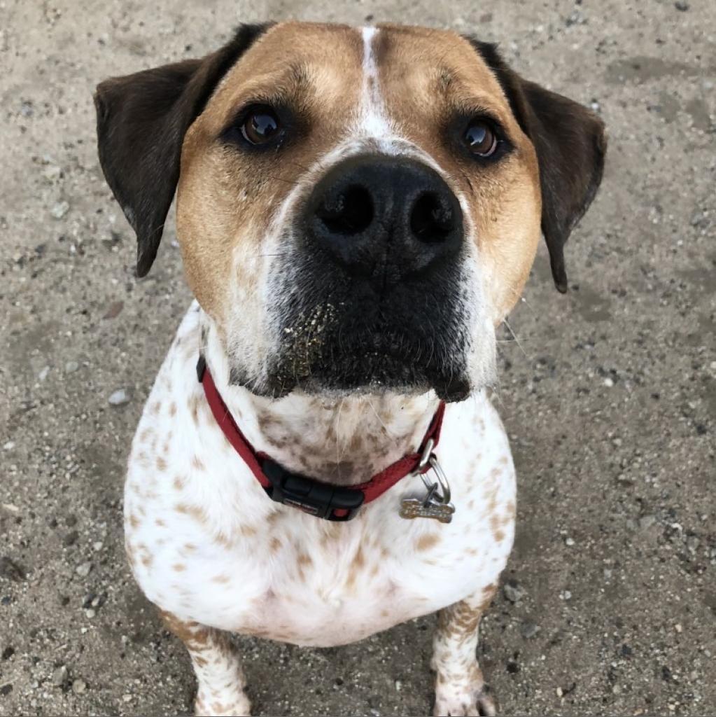 Junior, an adoptable Hound, Pointer in Kanab, UT, 84741 | Photo Image 6