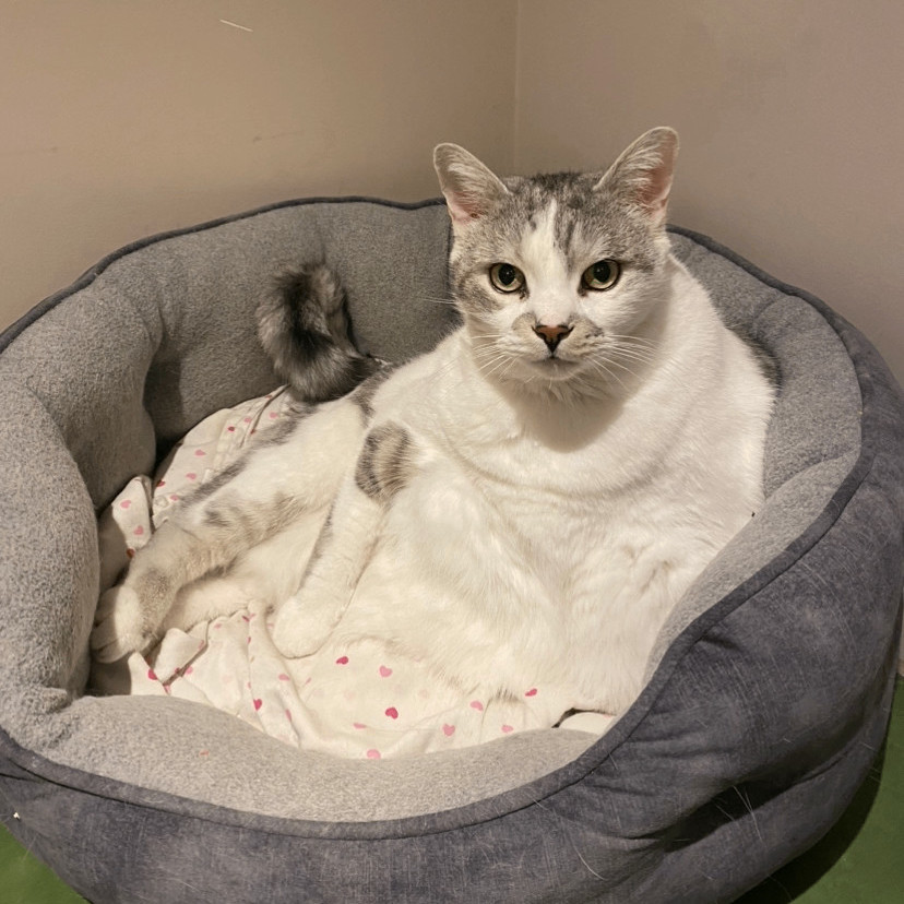 Silver, an adoptable Domestic Short Hair, Tabby in Waterdown, ON, L0R 2H0 | Photo Image 2