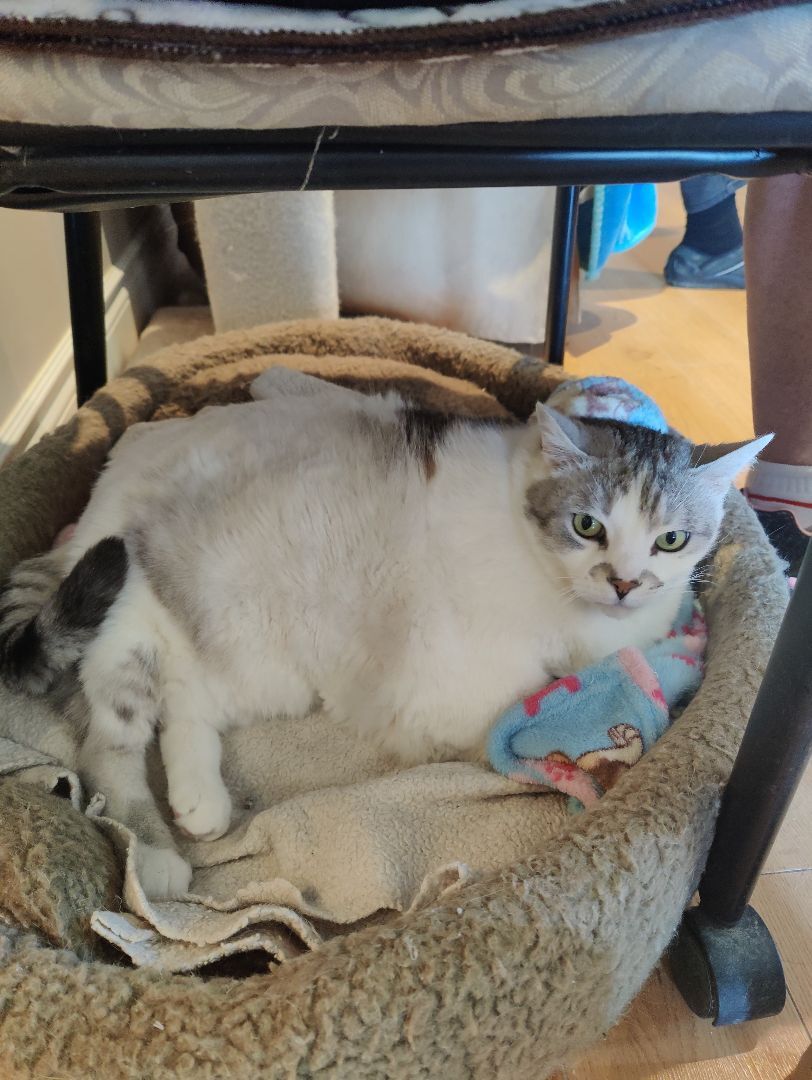 Silver, an adoptable Domestic Short Hair, Tabby in Waterdown, ON, L0R 2H0 | Photo Image 1