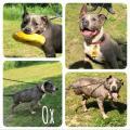 Ox, an adoptable Pit Bull Terrier in Huntington, WV, 25705 | Photo Image 2
