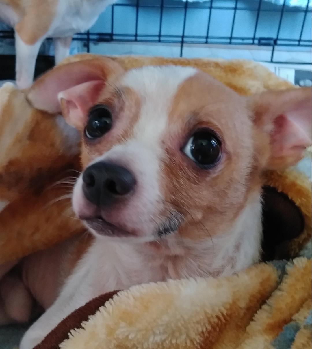 Odie, an adoptable Chihuahua in Coldwater, MI, 49036 | Photo Image 3