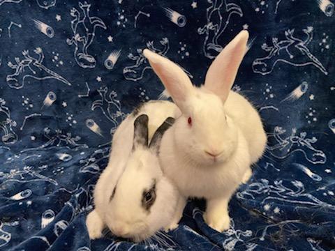 Joker & Harley (bonded pair)