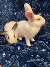 Joker & Harley (bonded pair)