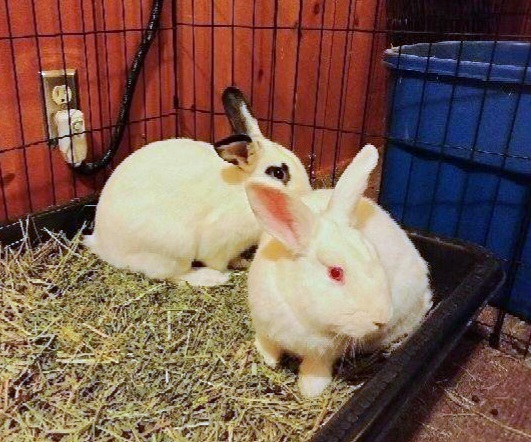 Hopkins & Rosebud (bonded pair), an adoptable Bunny Rabbit in Albuquerque, NM_image-2