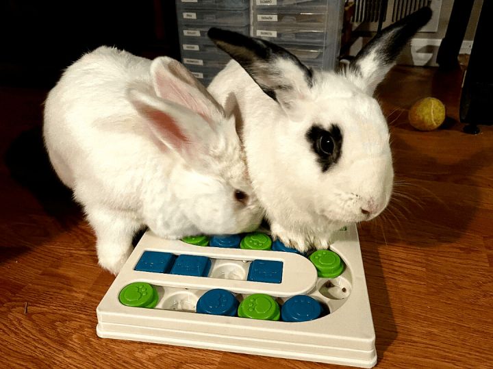 Hopkins & Rosebud (bonded pair), an adoptable Bunny Rabbit in Albuquerque, NM_image-2