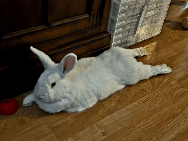 Hopkins & Rosebud (bonded pair) 6