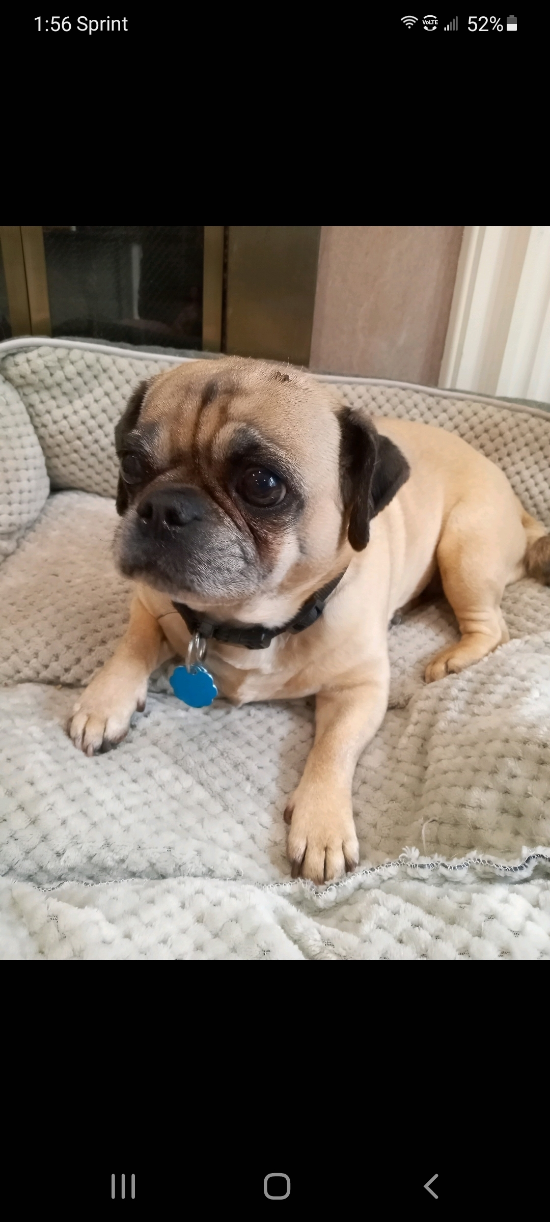 Puggles, an adoptable Pug in Oregon, OH, 43616 | Photo Image 1