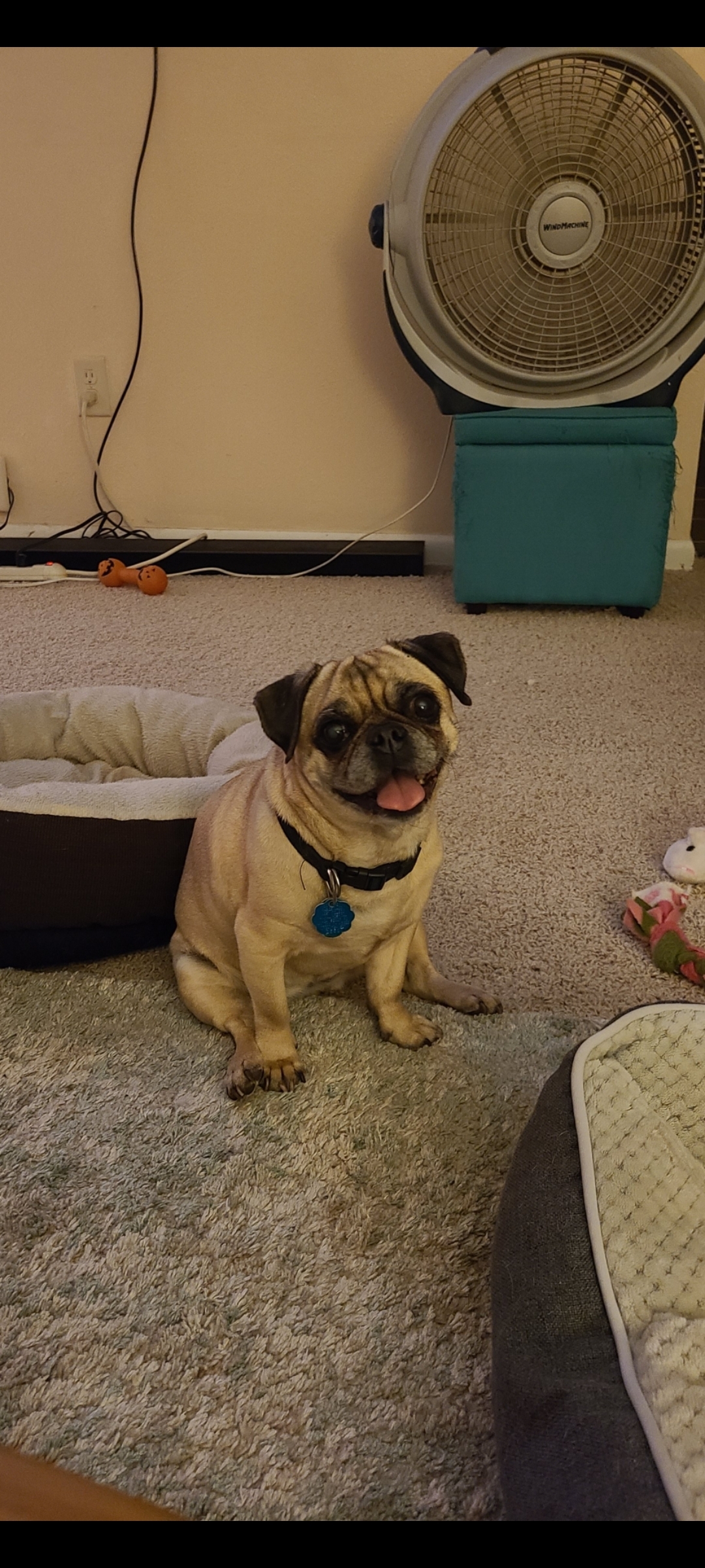 Puggles, an adoptable Pug in Oregon, OH, 43616 | Photo Image 2