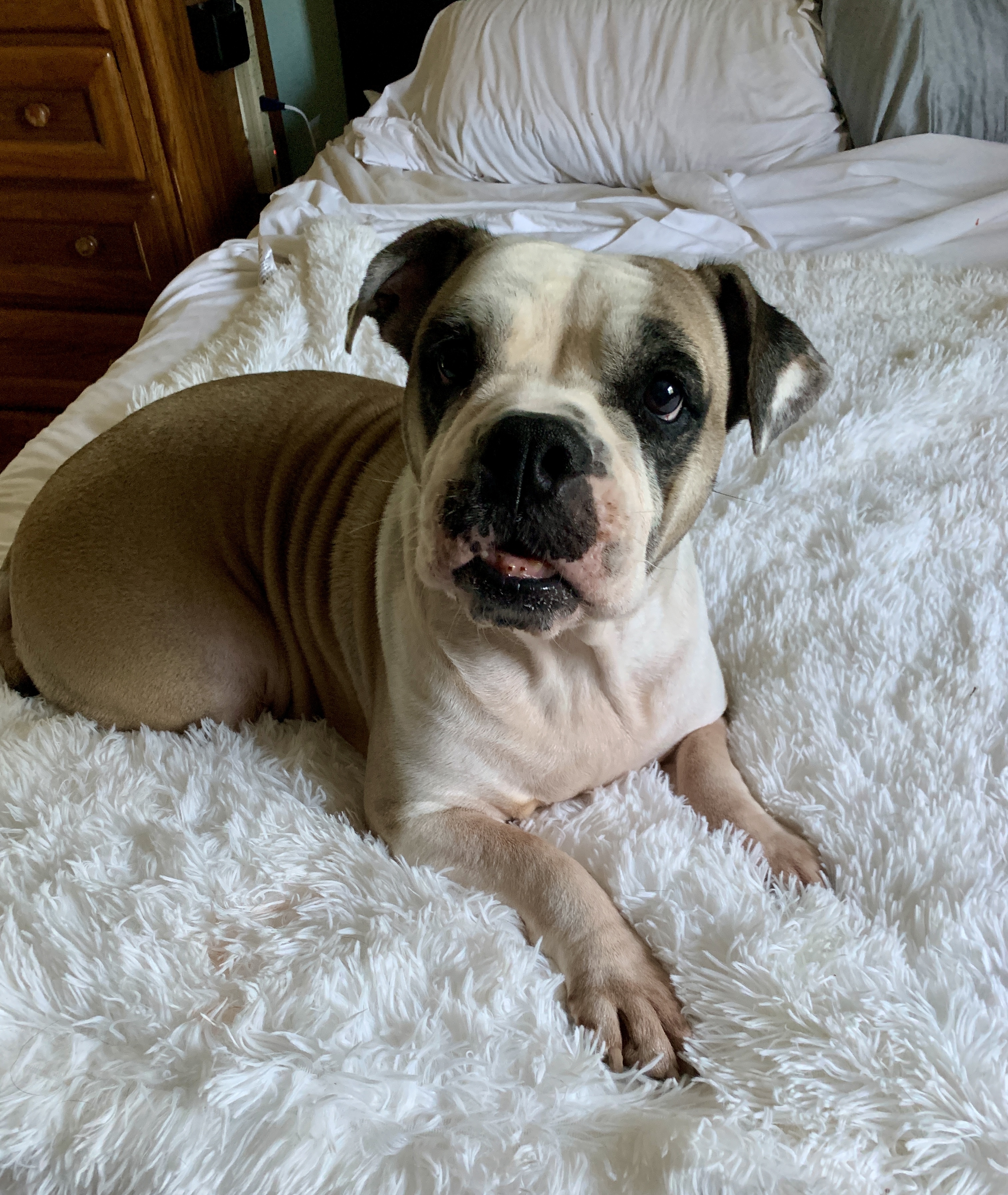 Dixie Belle - Pending Adoption, an adoptable English Bulldog in Nashville, TN, 37206 | Photo Image 2