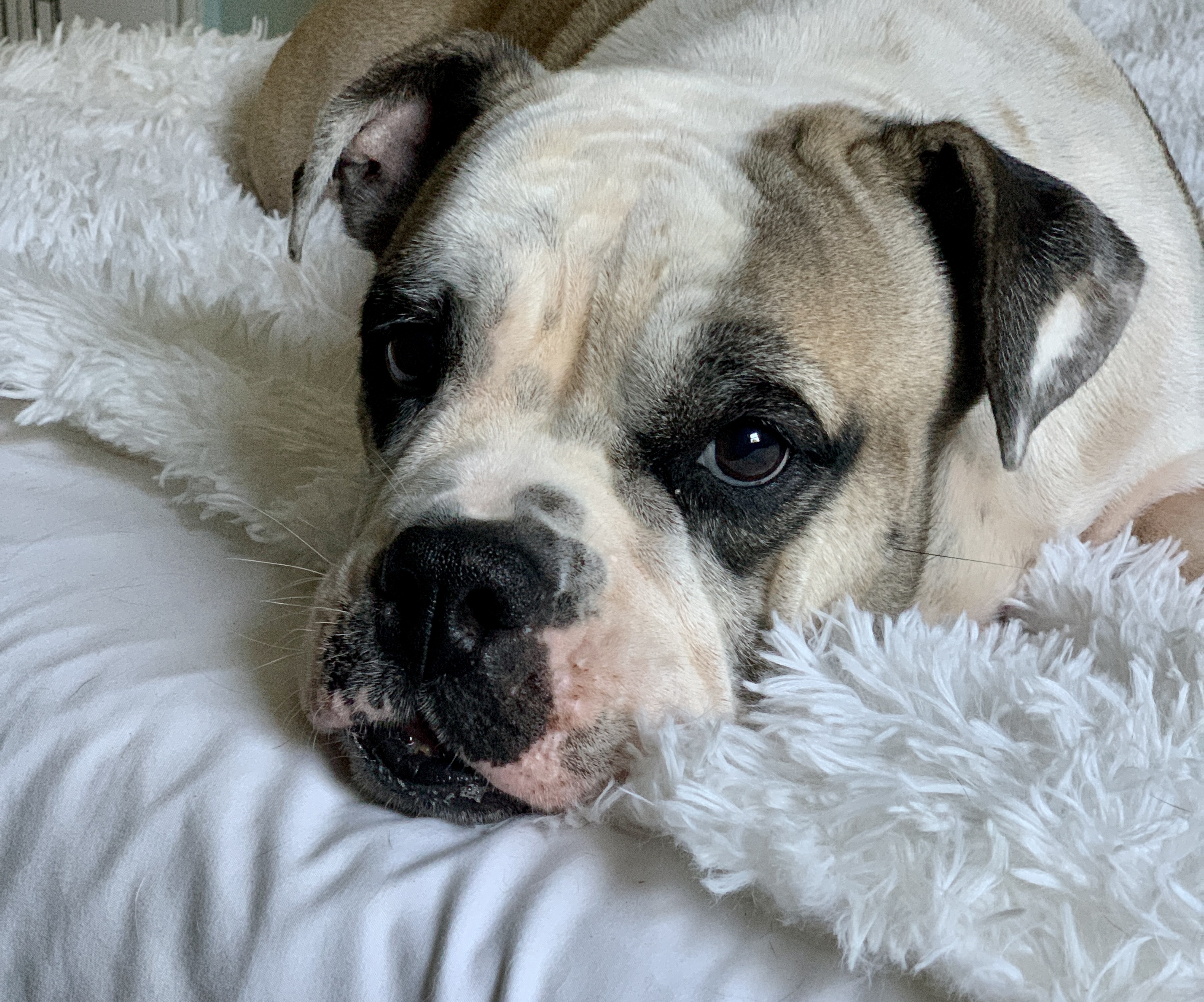 Dixie Belle - Pending Adoption, an adoptable English Bulldog in Nashville, TN, 37206 | Photo Image 4