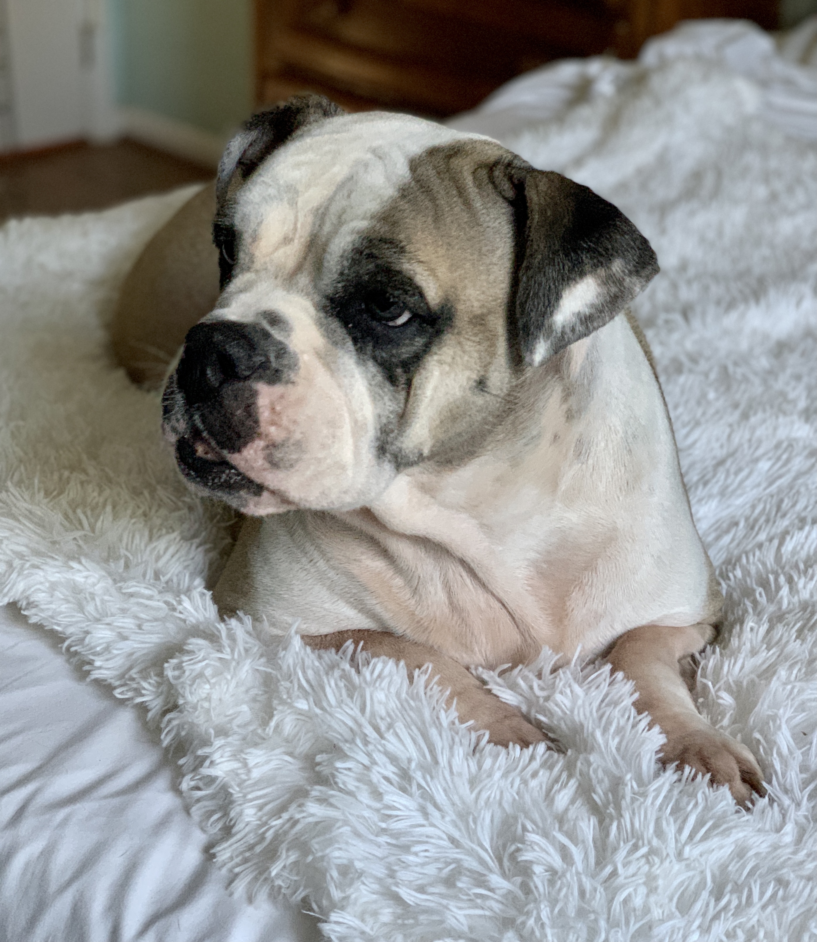 Dixie Belle - Pending Adoption, an adoptable English Bulldog in Nashville, TN, 37206 | Photo Image 6