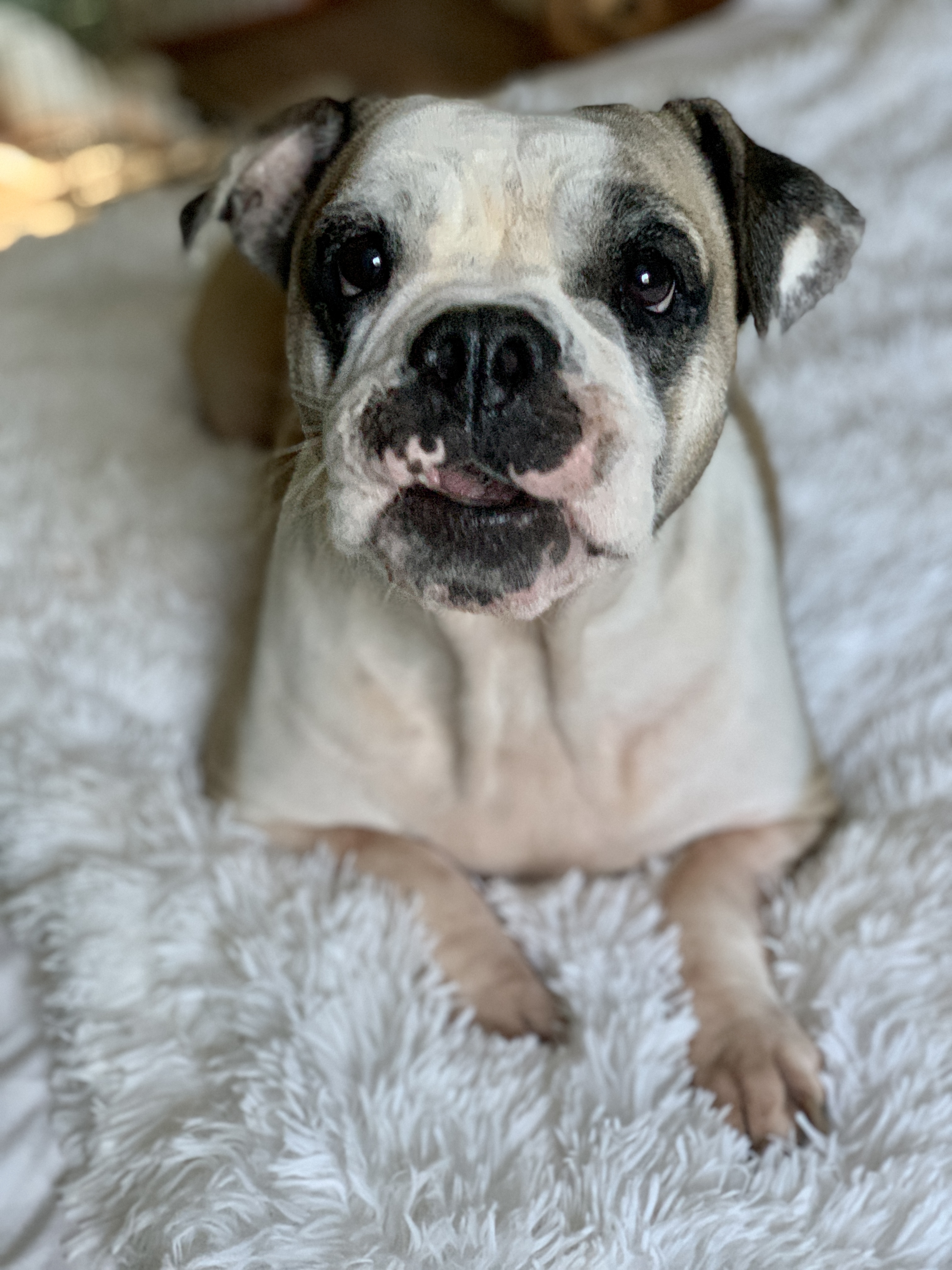 Dixie Belle - Pending Adoption, an adoptable English Bulldog in Nashville, TN, 37206 | Photo Image 8