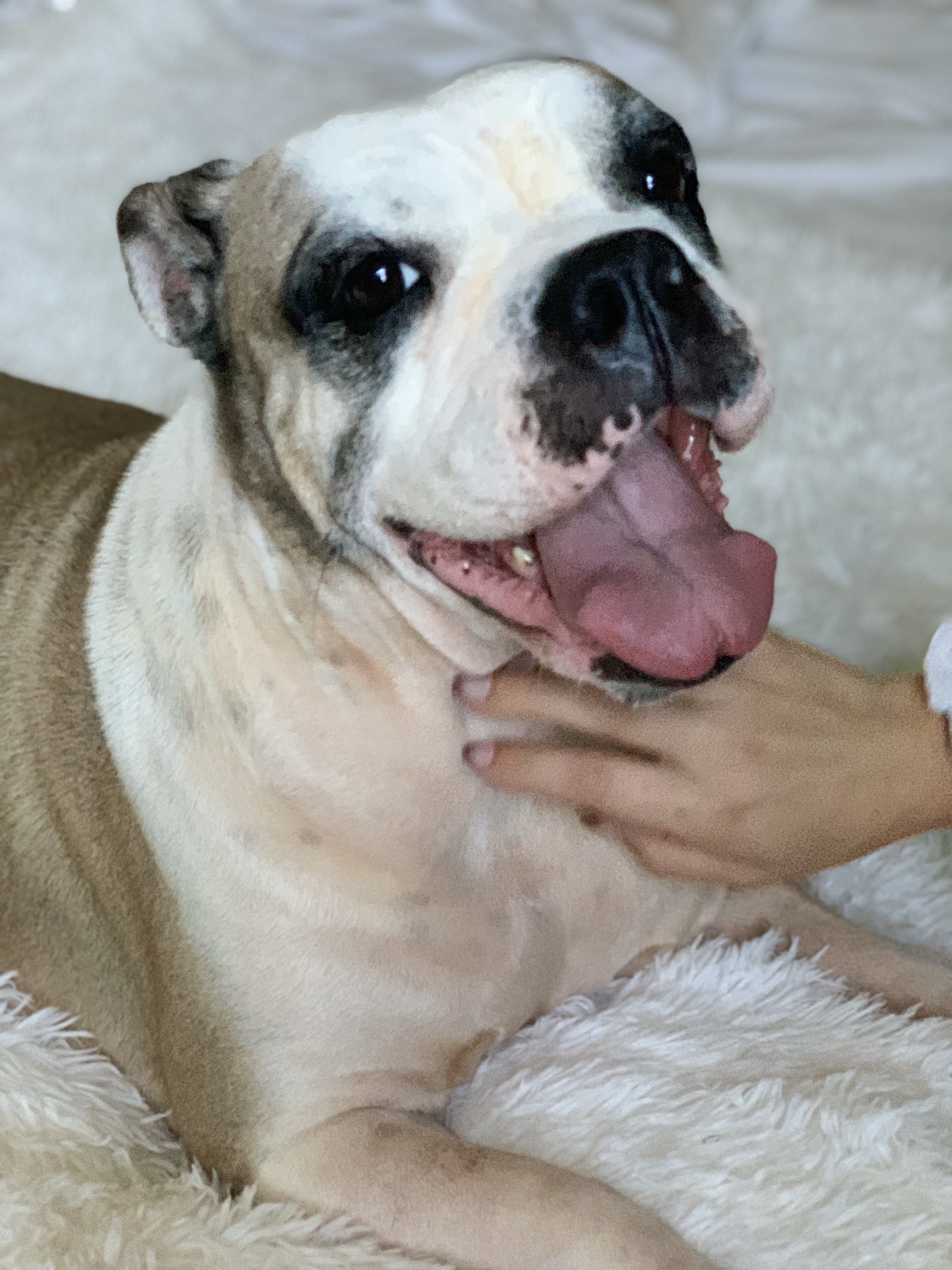 Dixie Belle - Pending Adoption, an adoptable English Bulldog in Nashville, TN, 37206 | Photo Image 10