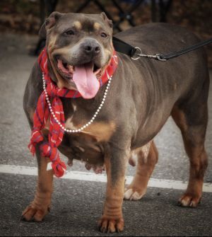 Dogs For Adoption Near Fort Payne Al Petfinder