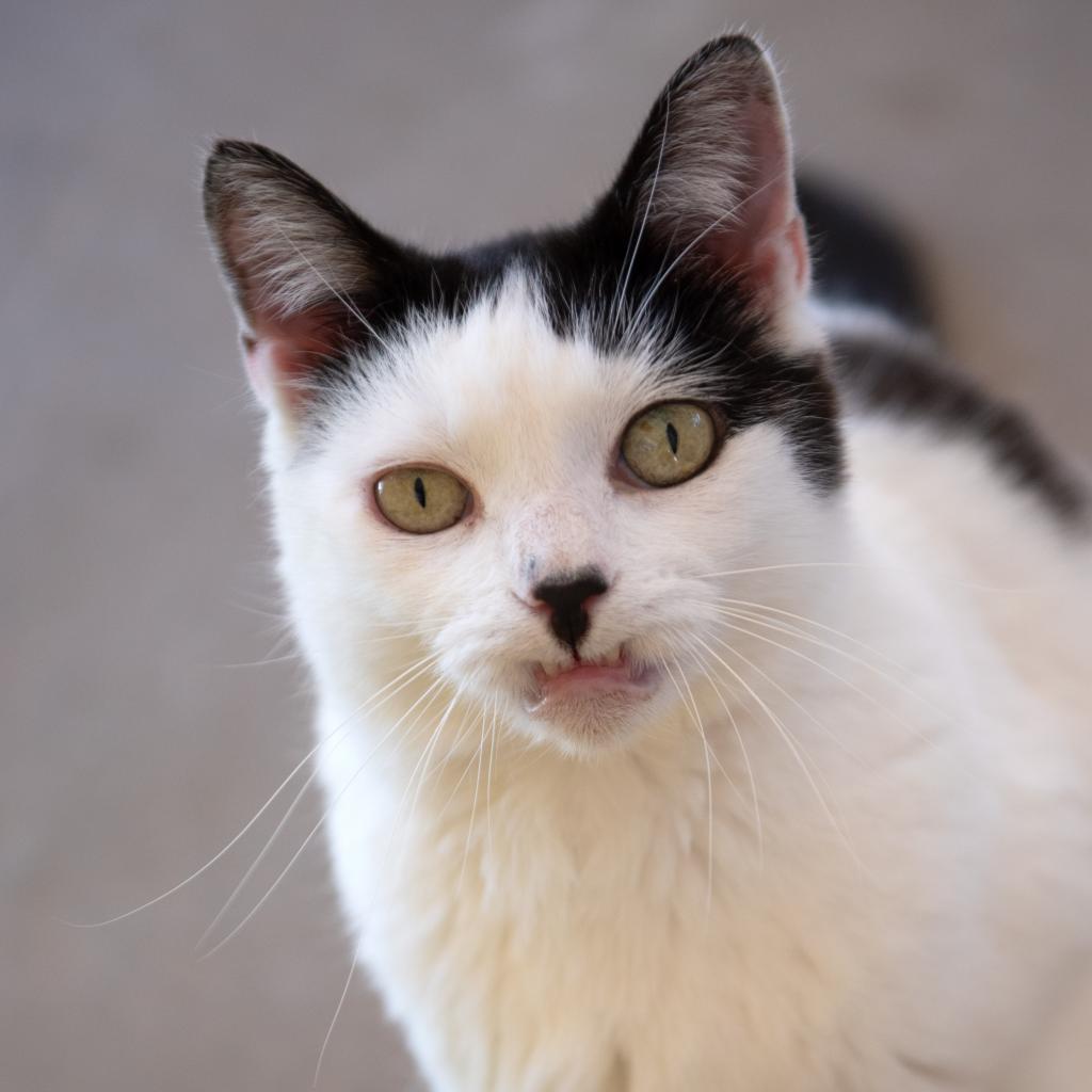 Mable, an adoptable Domestic Short Hair in Kanab, UT, 84741 | Photo Image 1