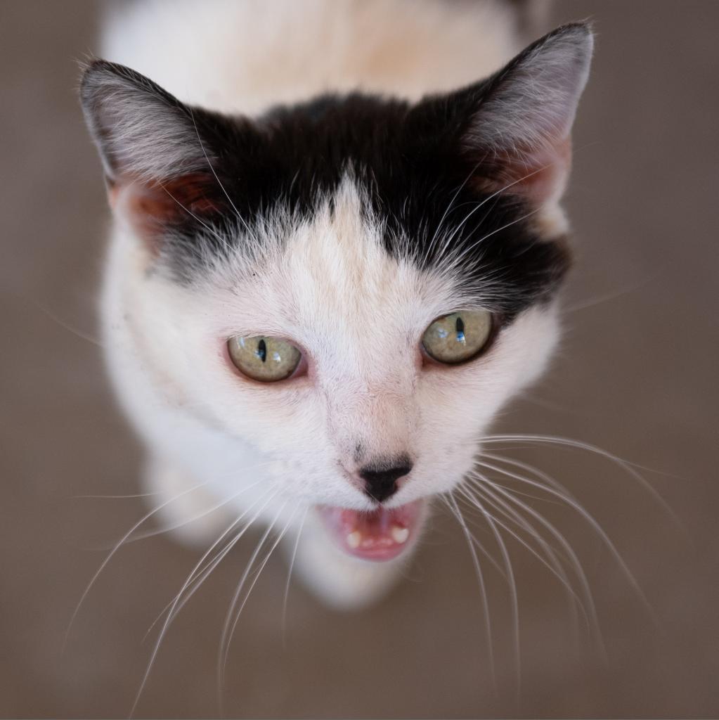 Mable, an adoptable Domestic Short Hair in Kanab, UT, 84741 | Photo Image 2