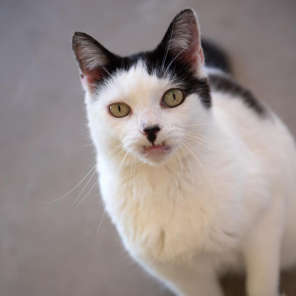 Mable, an adoptable Domestic Short Hair in Kanab, UT, 84741 | Photo Image 3