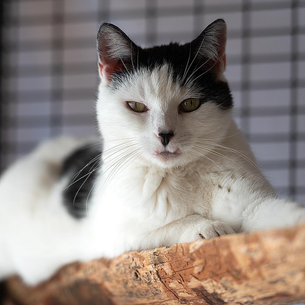 Mable, an adoptable Domestic Short Hair in Kanab, UT, 84741 | Photo Image 4