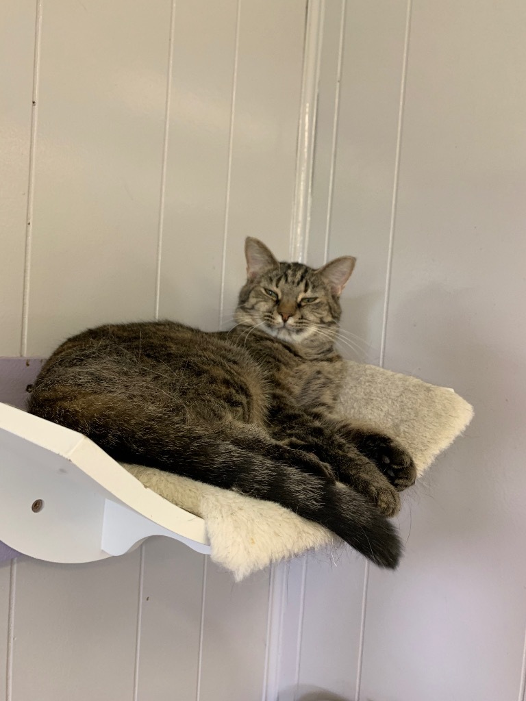 Kate, an adoptable Domestic Short Hair in Portland, IN, 47371 | Photo Image 1