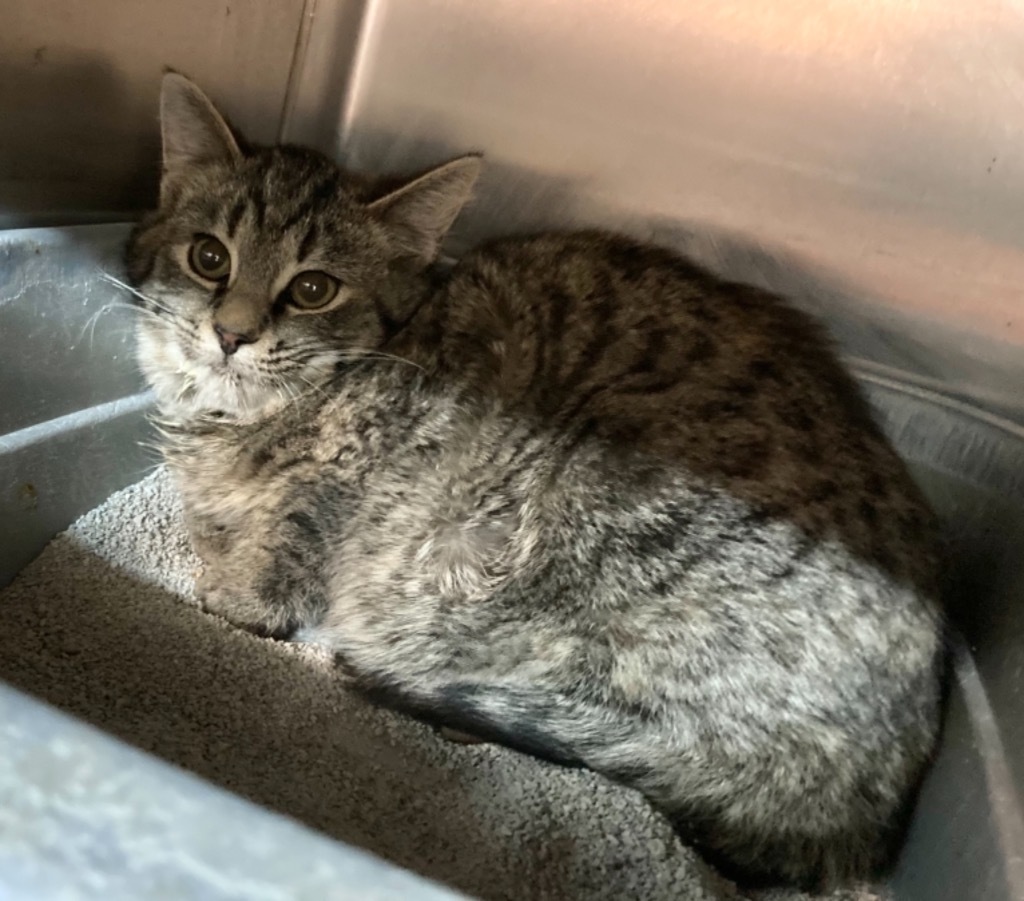 Kate, an adoptable Domestic Short Hair in Portland, IN, 47371 | Photo Image 2