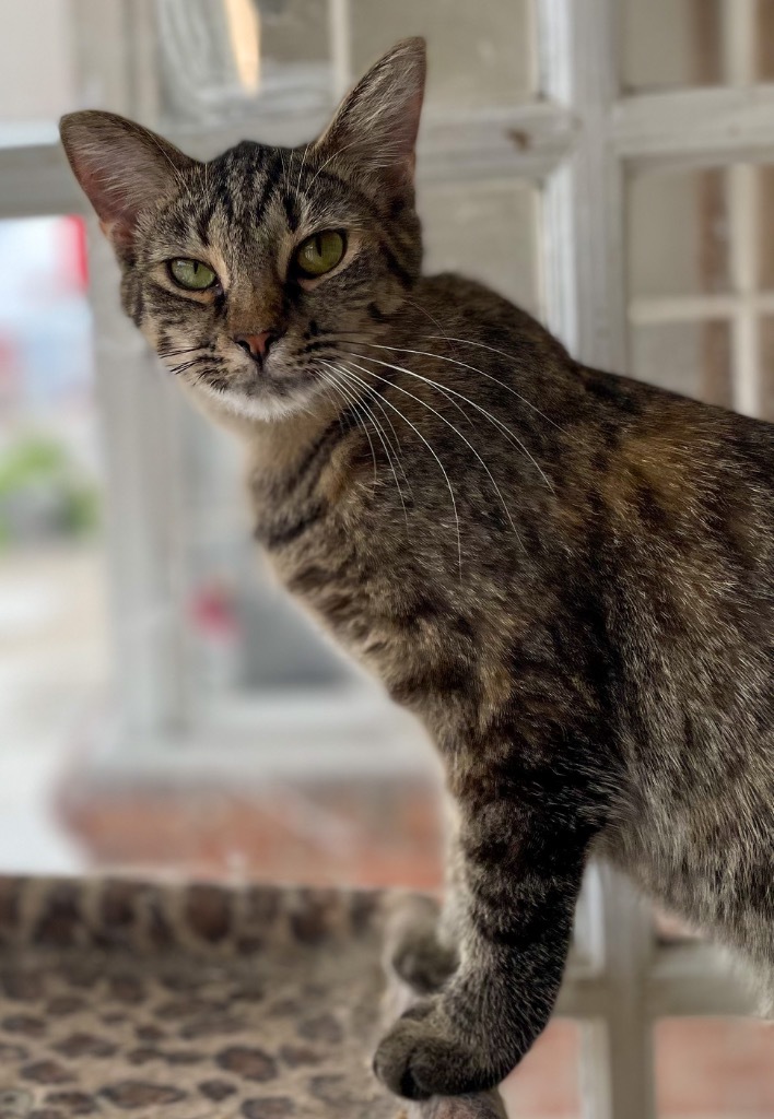 Kate, an adoptable Domestic Short Hair in Portland, IN, 47371 | Photo Image 5