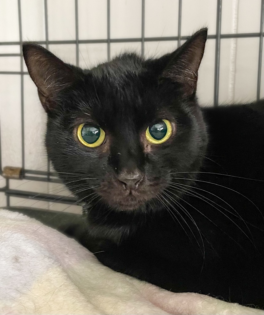 Mary Bennet, an adoptable Domestic Short Hair in Portland, IN, 47371 | Photo Image 1