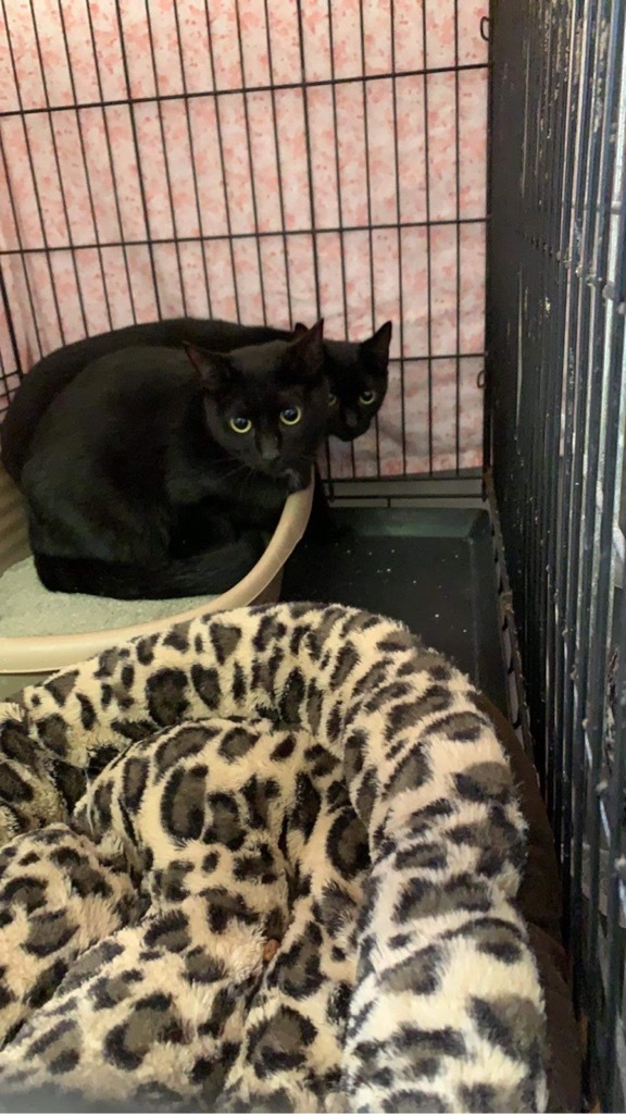 Mary Bennet, an adoptable Domestic Short Hair in Portland, IN, 47371 | Photo Image 2