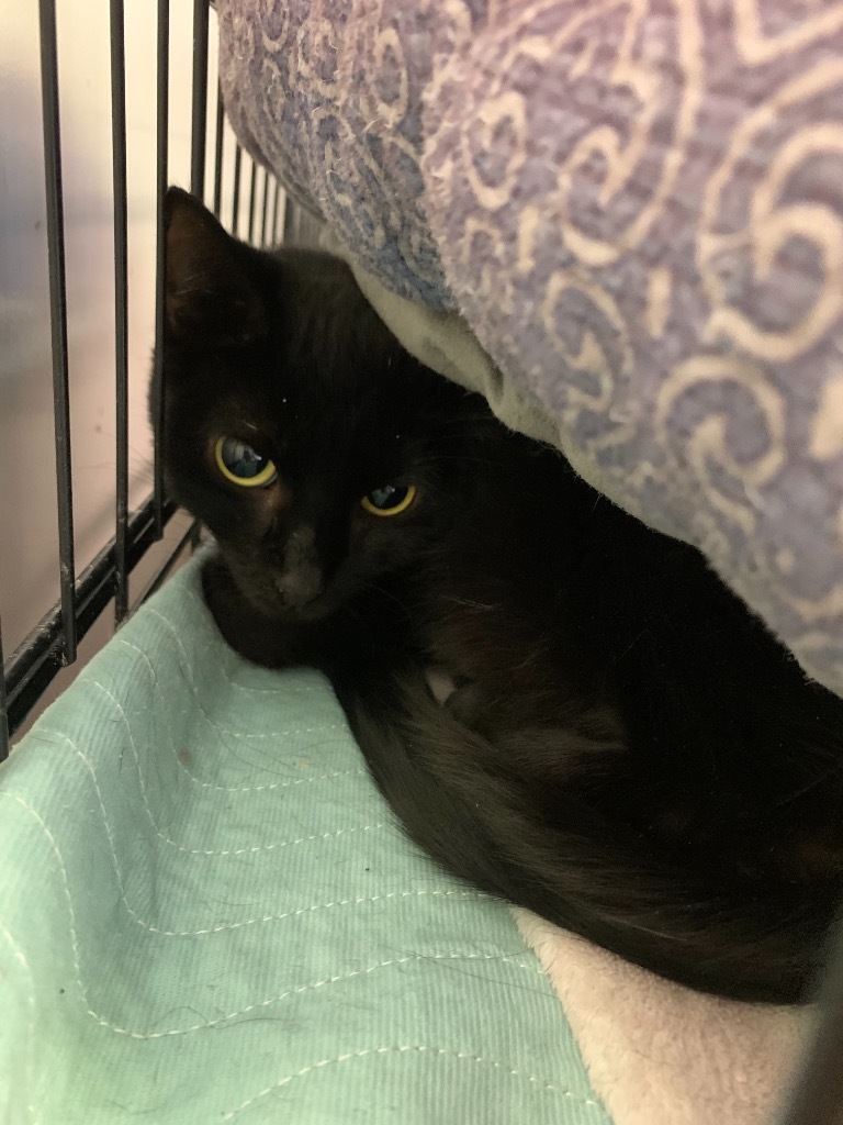 Mary Bennet, an adoptable Domestic Short Hair in Portland, IN, 47371 | Photo Image 3