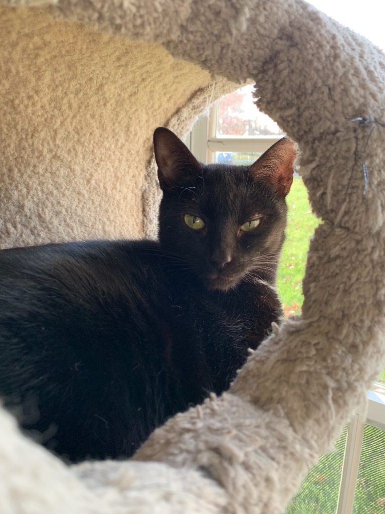 Jane Bennet, an adoptable Domestic Short Hair in Portland, IN, 47371 | Photo Image 1