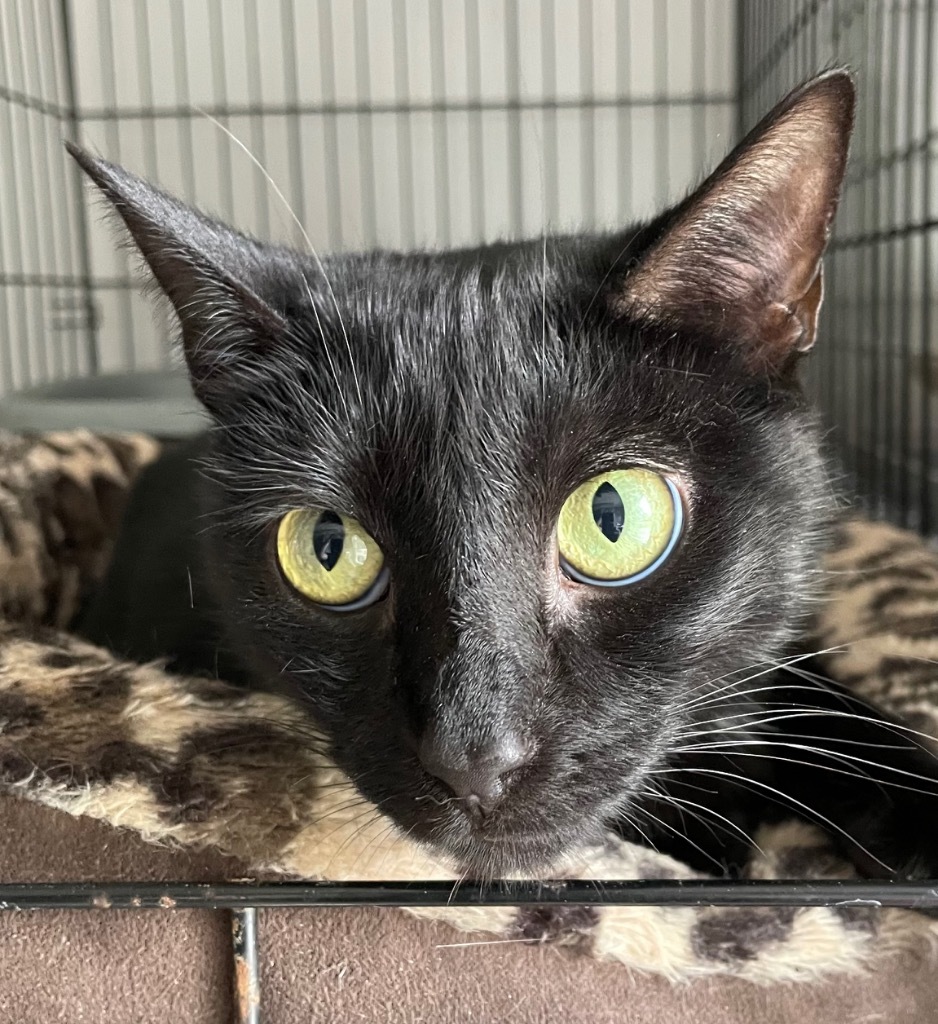 Jane Bennet, an adoptable Domestic Short Hair in Portland, IN, 47371 | Photo Image 4