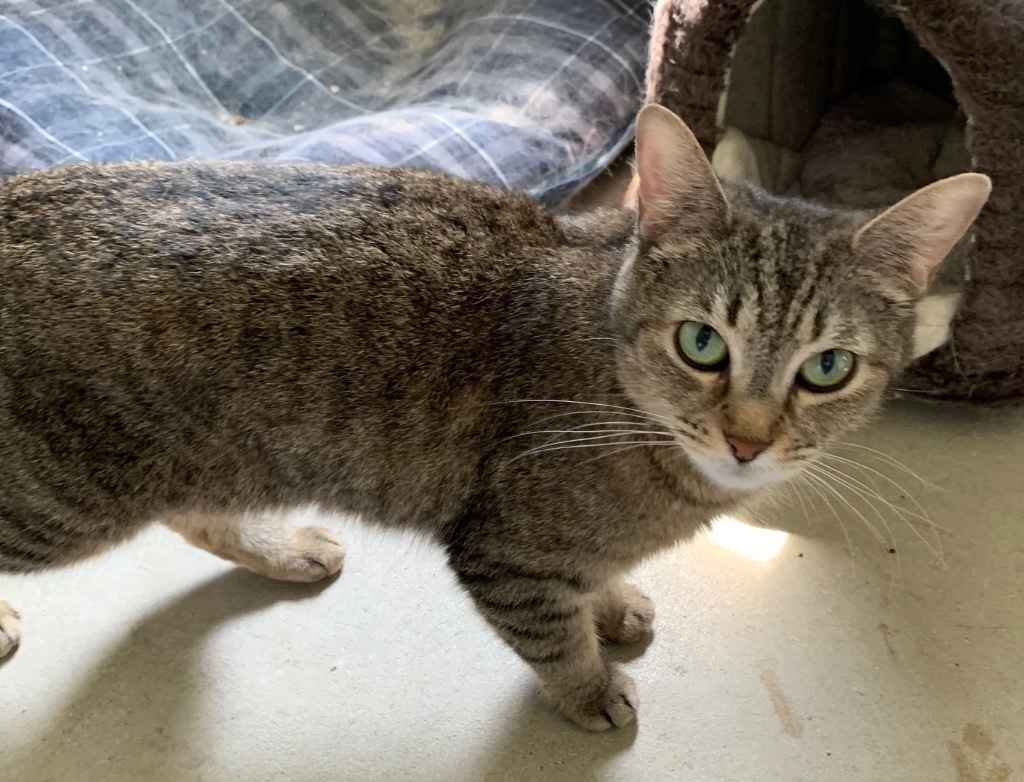 Lizzy Bennet, an adoptable Domestic Short Hair in Portland, IN, 47371 | Photo Image 1