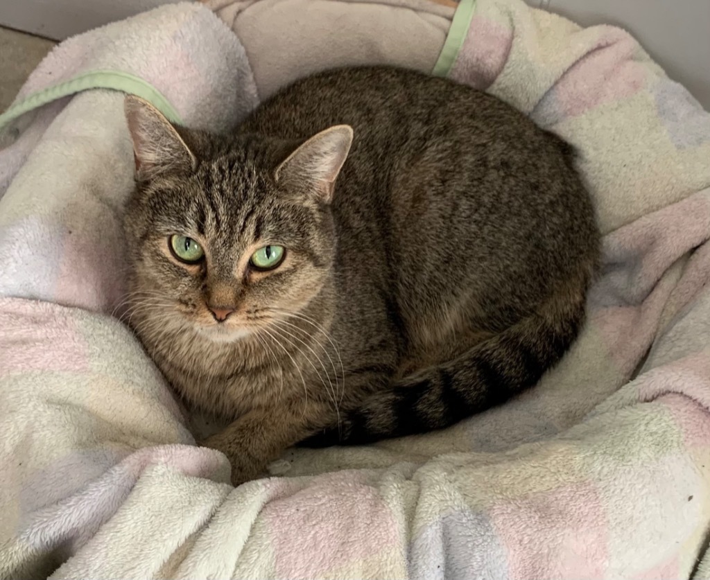 Lizzy Bennet, an adoptable Domestic Short Hair in Portland, IN, 47371 | Photo Image 2