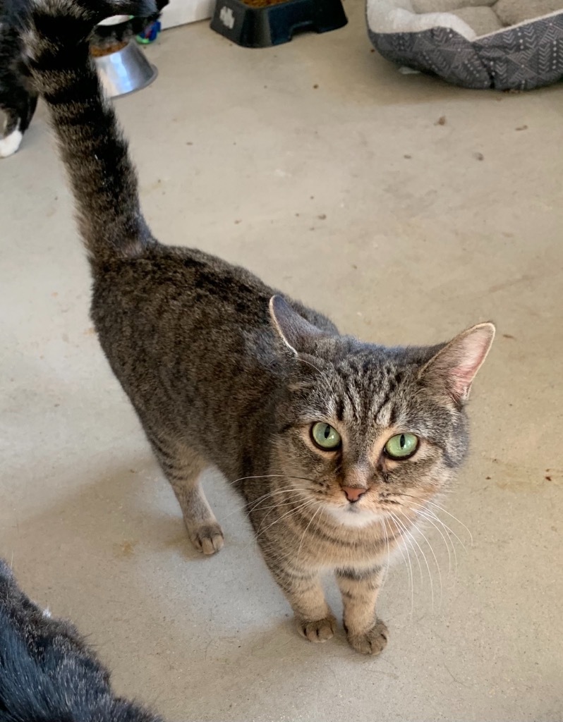 Lizzy Bennet, an adoptable Domestic Short Hair in Portland, IN, 47371 | Photo Image 3