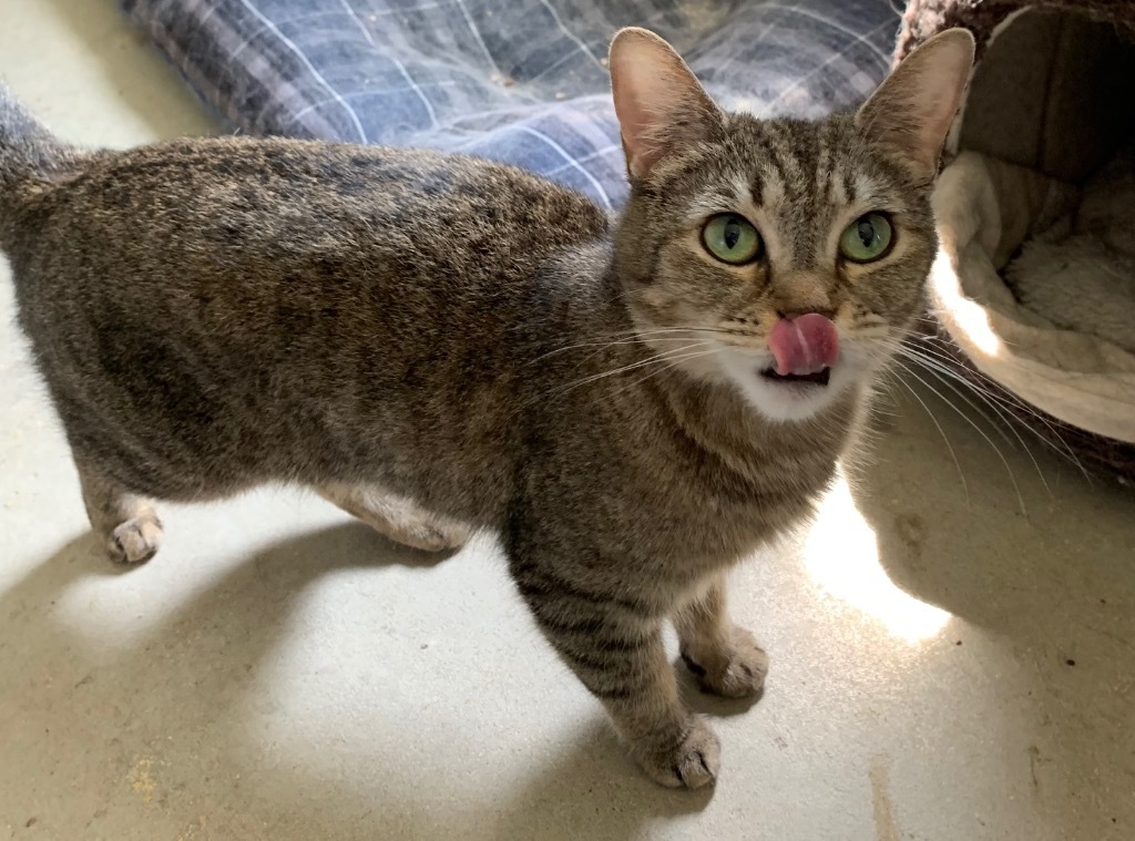 Lizzy Bennet, an adoptable Domestic Short Hair in Portland, IN, 47371 | Photo Image 5