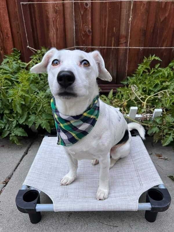 Spanky  - Our longest rescue resident !, an adoptable Jack Russell Terrier, Border Collie in San Francisco, CA, 94110 | Photo Image 2