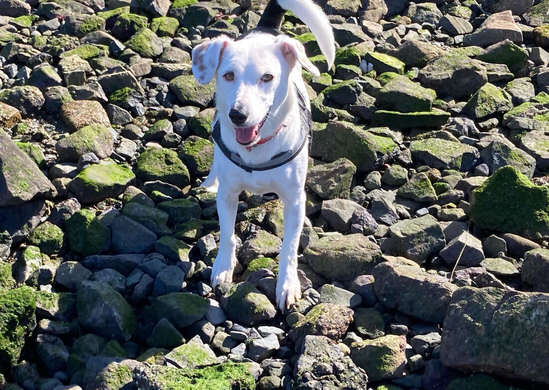 Spanky - Looking for a foster!, an adoptable Jack Russell Terrier, Border Collie in San Francisco, CA, 94110 | Photo Image 3