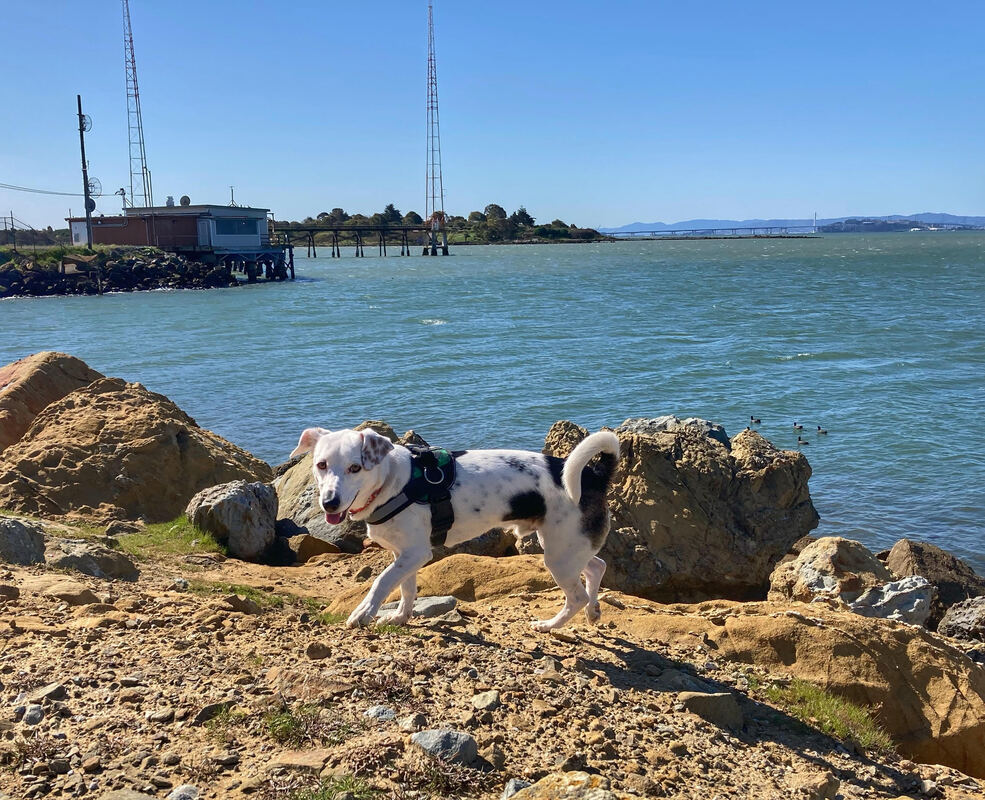 Spanky  - Our longest rescue resident !, an adoptable Jack Russell Terrier, Border Collie in San Francisco, CA, 94110 | Photo Image 4