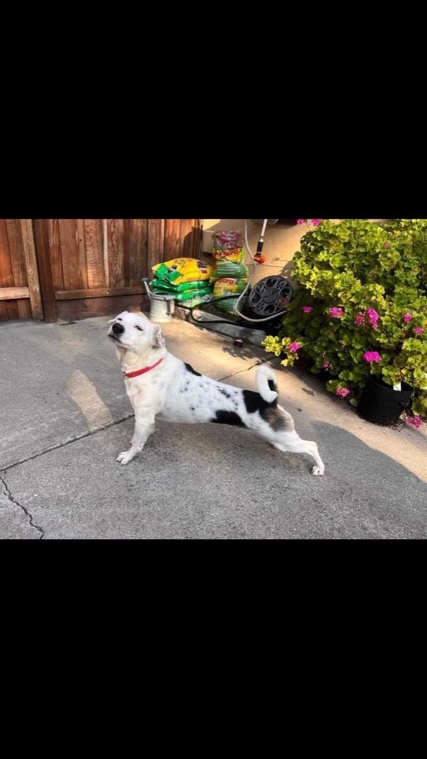 Spanky  - Our longest rescue resident !, an adoptable Jack Russell Terrier, Border Collie in San Francisco, CA, 94110 | Photo Image 5