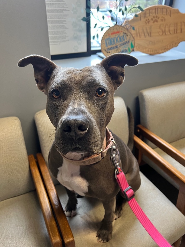 Layla, an adoptable Pit Bull Terrier in Meriden, CT, 06451 | Photo Image 1