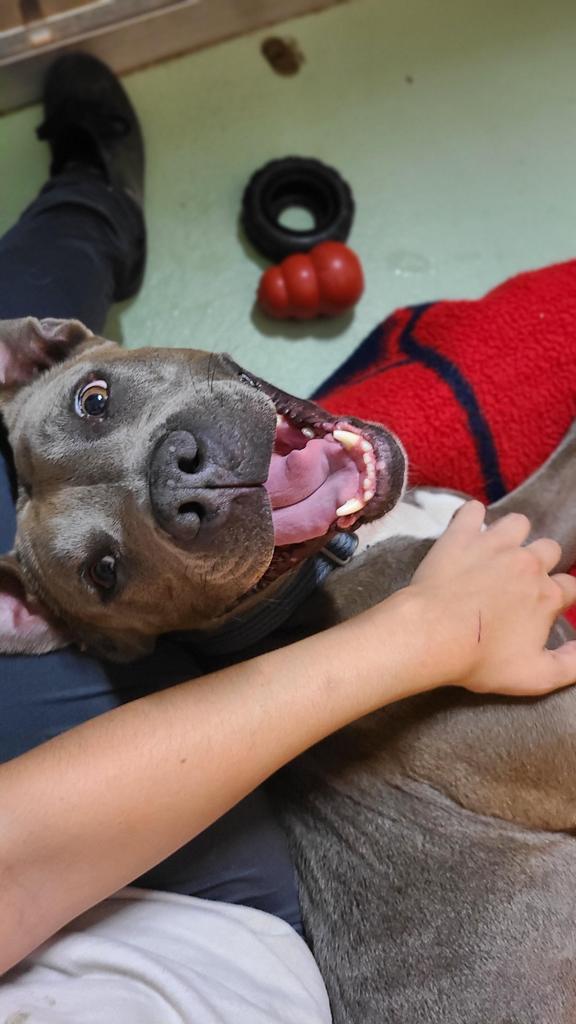 Layla, an adoptable Pit Bull Terrier in Meriden, CT, 06451 | Photo Image 2